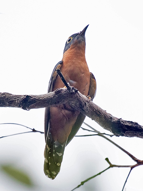 Chestnut-breasted Cuckoo (Cacomantis castaneiventris)